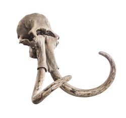 Ancient skull of mammoth head with whole tusks, on a white background. Isolated object