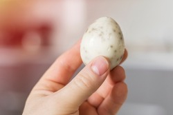 Peeled boiled chicken egg in a man's hand. Gaussian blurred background. Close-up