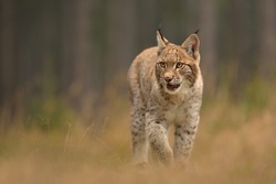 Eurasian Lynx ( lynx lynx) in the natural environment . Taken in Czech Republic