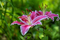 Stargazer lily flower in close up view with blurred background. Lilium Oriental hybrid.