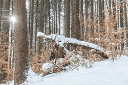 Winter landscape of snowy forest of trees with the remains of autumn leaves.