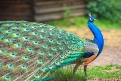 Peacock with spread wings in profile.