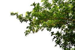 Branch isolated on white background for Landscape design with clipping path.