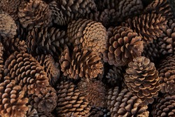 pine-cones