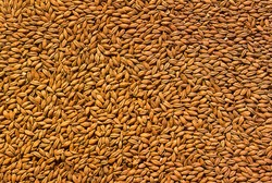 background grain barley, malt ingredient base cooking beer, texture of hopped golden grain