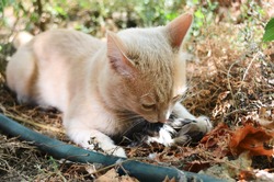 The cat hunted and caught a bird and eats outdoors