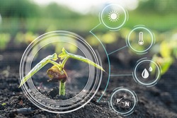 Smart farming with IoT,Growing corn seedling with infographics. Smart farming and precision agriculture 4.0