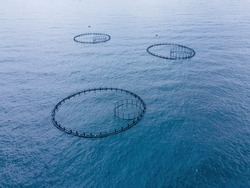 Fish cages of fish farm in sea with fish until they can be harvested. Off-shore cultivation aquaculture with cages are placed in the sea