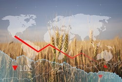 Global and European grain and wheat crisis after Russia's invasion of Ukraine. Ukraine and Russia world's largest exporters of grain