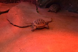 Big turtle. African Spurred Tortoise in the terrarium. African spurred tortoise, which is one of the largest species of tortoise in the world. North and West African wildlife. Amazing huge turtle.