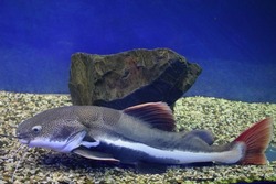 Redtail catfish (Phractocephalus hemioliopterus). Wild life animal.