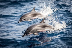 Wild dolphins jumping in the waves of the open ocean, close up.