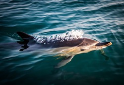 Closeup of a wild beautiful common dolphin swimming at the surface of the Atlantic ocean