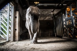 beautiful old elephant trapped in a cage