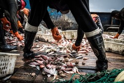 fisherman sorting fish on the deck of a fishing trawler