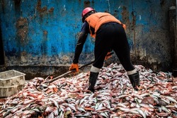 A fisherman shovels fish on the deck of a fishing trawler