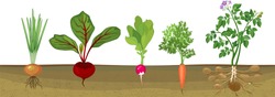 Different root vegetables growing on vegetable patch. Plants showing root structure below ground level