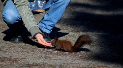 Feeding a squirrel in the big park in Sofia, Bulgaria (Boris Garden Park)