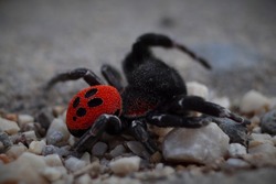 The male of the red tube spider in defensive posture. Striking are the four and a half black dots on the red abdomen of the animal