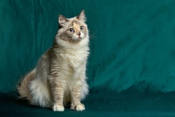 Domestic Long Hair Cat. A beautiful cat with green, intelligent eyes. The cat's coat is tricolored: white, red, and black. Long-haired cat breeds on green background