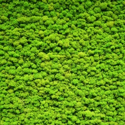 Green moss texture. Moss background for wall dell decoration.