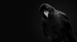 Portrait of a raven bird on a black background.