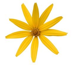 yellow daisy flower on white background isolated petals
