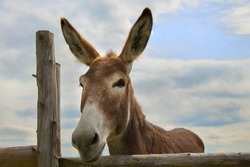 donkey on blue sky clouds wooden fence farm animal portrait big ears wide angle close-up