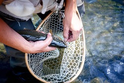 Male brook trout in a landing net.