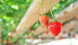 Strawberry in smart greenhouse vertical plant of hydroponics farm for background ,Organic fresh fruit harvested strawberry; Field of cultivation farming strawberry plant farm for health.