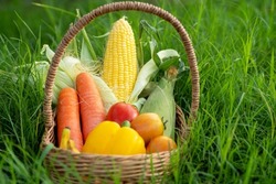 The Pile of Vegetable in the Bamboo basket on green grass in orgranic farming,cabbage,carrots,radish,corn