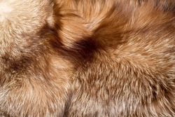 fur. The coat of the animal. The fur of the animal. texture Background. fox Fur