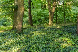 Ivy on the ground and trees in the Hluboka castle park.