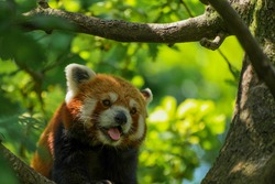 A panting red panda in a tree with its tongue out