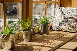 Window Sill Pillow for Rest with Grass Plant Pot. Home Rest Space on Kitchen Windowsill Interior with Sunlight. Spring Bucket Flowerpot Grow at Daylight on Bright Wooden Apartment Balcony