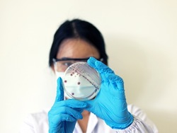 Researcher is holding Petri dish of Vibrio vulnificus in CHROMagar and TCBS, an estuarine bacterium which occurs in in filter-feeding molluscan shellfish, such as oysters., ingestion of the bacterium.