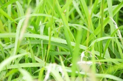 Grass is a common wild plant with narrow green leaves and stems that are eaten by cows, horses, sheep, etc.
