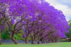 jacaranda tree at full bloom at kogarah, australia 