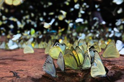 Butterflies swarm to eat minerals at Pang Sida National Park, Thailand