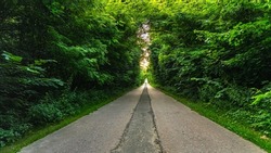 Roadway through the green trees.