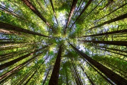 Look up at the beautiful redwoods