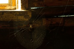 Near the rural window with daylight in a dark room stretched web and it sits a home spider