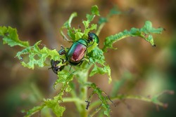 Green leaf scarab