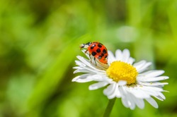ladybug on a daisy flower closeup 