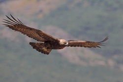 Golden eagle hunting over the mountains
