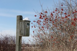 Birdhouse in winter at the Second Marsh conservation area in Oshawa, Ontario, Canada