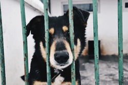 Adoption, pets, sad animals concept. Cute little puppy behind bars in a animal shelter waiting for a new owner