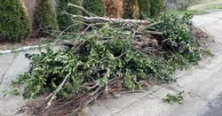 Pile of yard cleanup clippings. Branches and limbs.