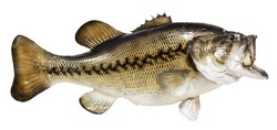 Isolated on white background a mounted largemouth or black bass. Artful taxidermy. Horizontal.
