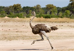 Ostrich Running across the Plains in Hwange - Zimbabwe
